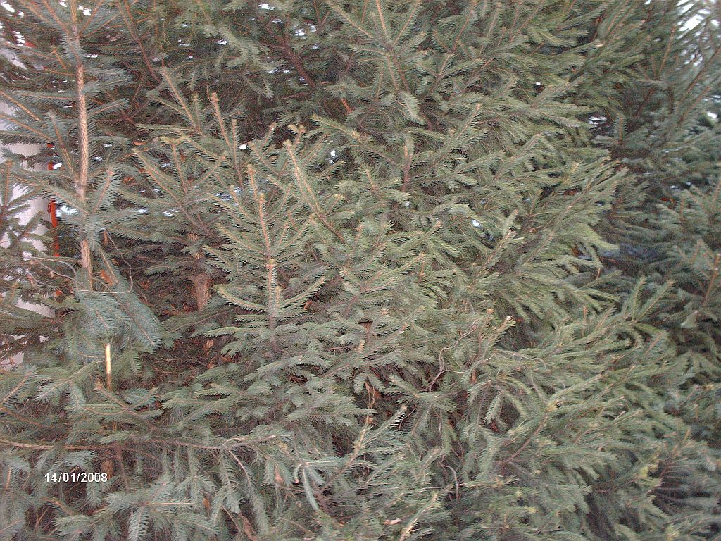 32